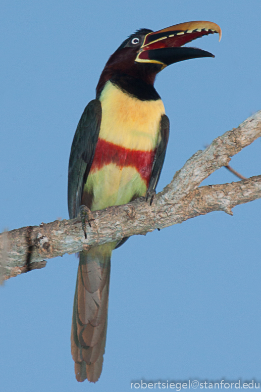 aracari